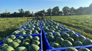 WhatsApp Image 2025-11-03 at 23.11.26 (3)